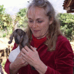 New Born Goat and Old Goat - Me