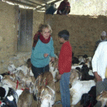 Preparing goats for Gifting
