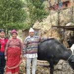 Palanchowk Family with Buffalo and Goats