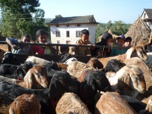 Goats in the truck