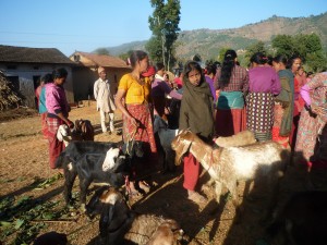 Yes we are happy to have the goats